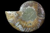 Agatized Ammonite Fossil (Half) - Madagascar #83870-1